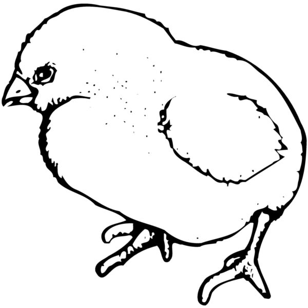 CHICK020 Thumbnail