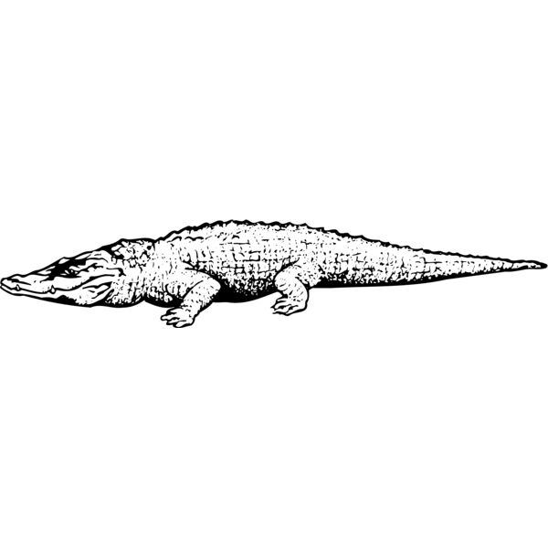 CROC03 Thumbnail